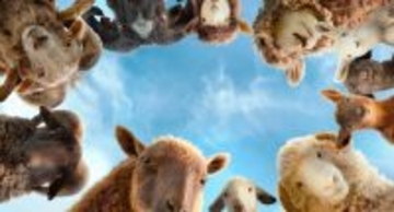 【スターシアターズ・榮慶子の映画コレ見た？】『ひつじ探偵団』メェ～推理で犯人探せ
