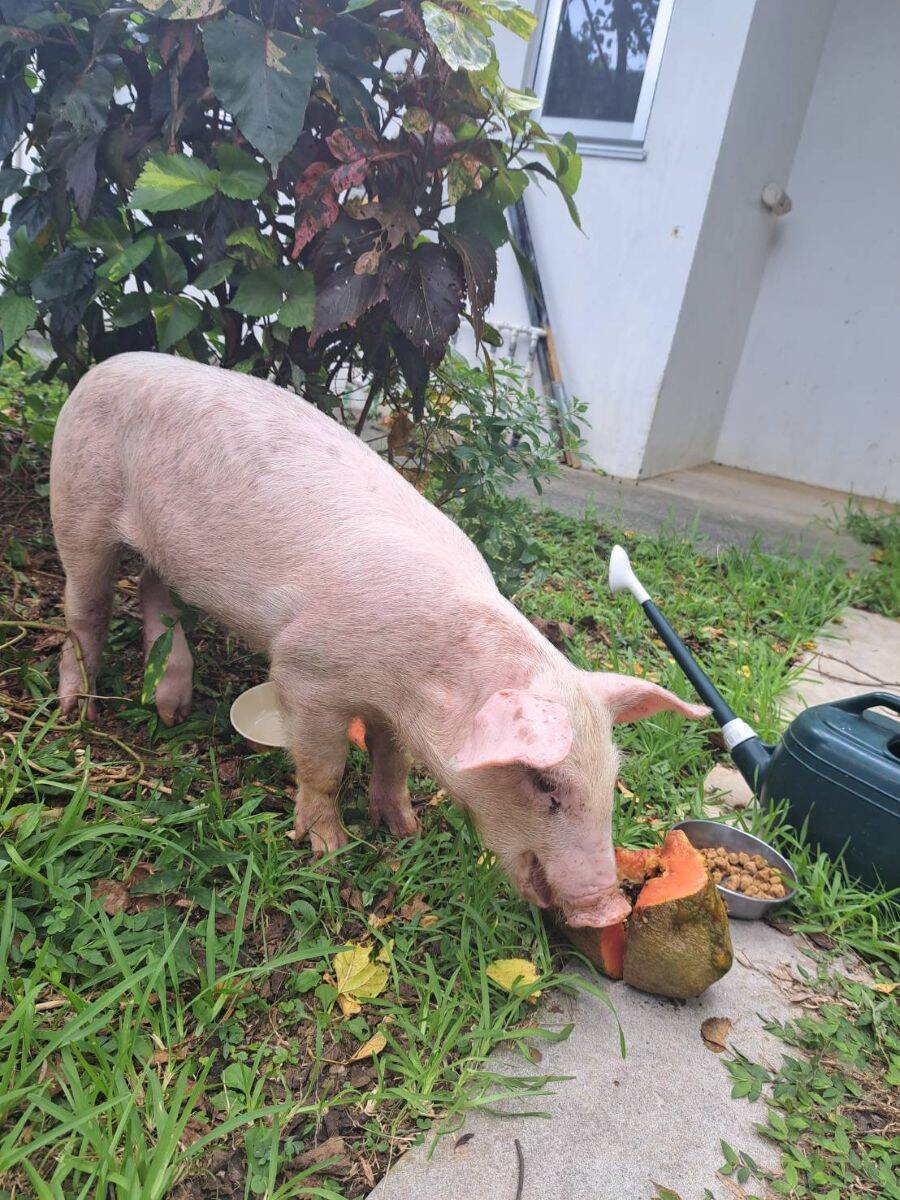 沖縄自動車道に子豚の落とし物　養豚品種が輸送中に落下か　預かる動物病院「早く持ち主見つかって」