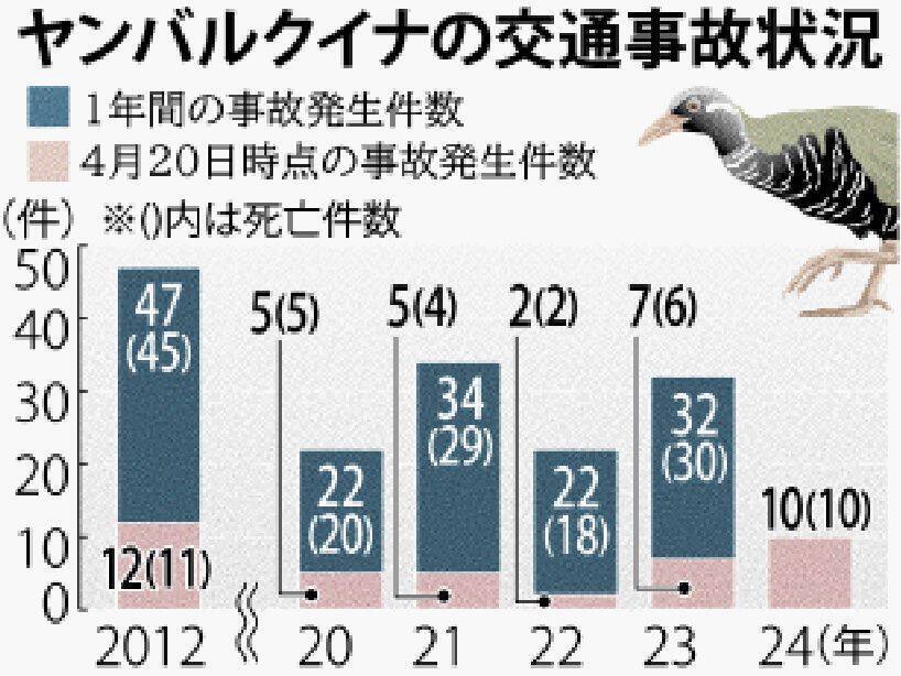 ヤンバルクイナの交通事故、4月は過去5年間で最多の10羽、全て死亡　国頭村安田の路上に集中「速度を守って」