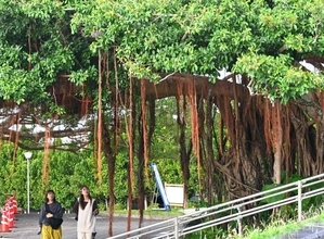 ［沖縄days］　神秘的な”気根”に観光客も夢中！　本部町・海洋博公園