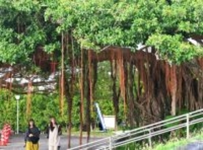 ［沖縄days］　神秘的な”気根”に観光客も夢中！　本部町・海洋博公園