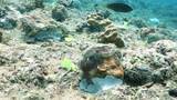 「移植サンゴ群体9％が消失　辺野古の新基地建設　沖縄防衛局が報告　風に流された作業船が接触」の画像1