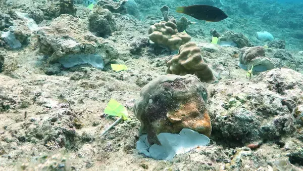 移植サンゴ群体9％が消失　辺野古の新基地建設　沖縄防衛局が報告　風に流された作業船が接触