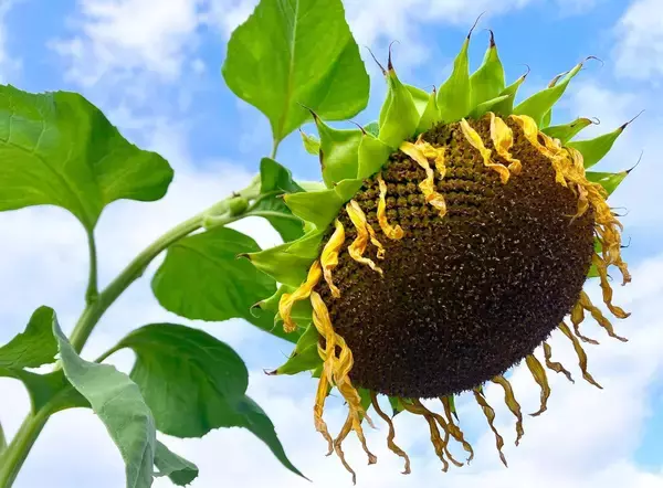 ［沖縄days］画題「夏の終わり」　沖縄・浦添市