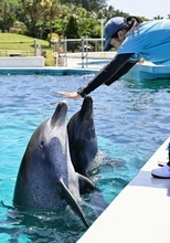 沖縄のレジェンドイルカ「オキちゃん＆ムク」50年現役の秘密　水族館だけが知る“優等生”の素顔
