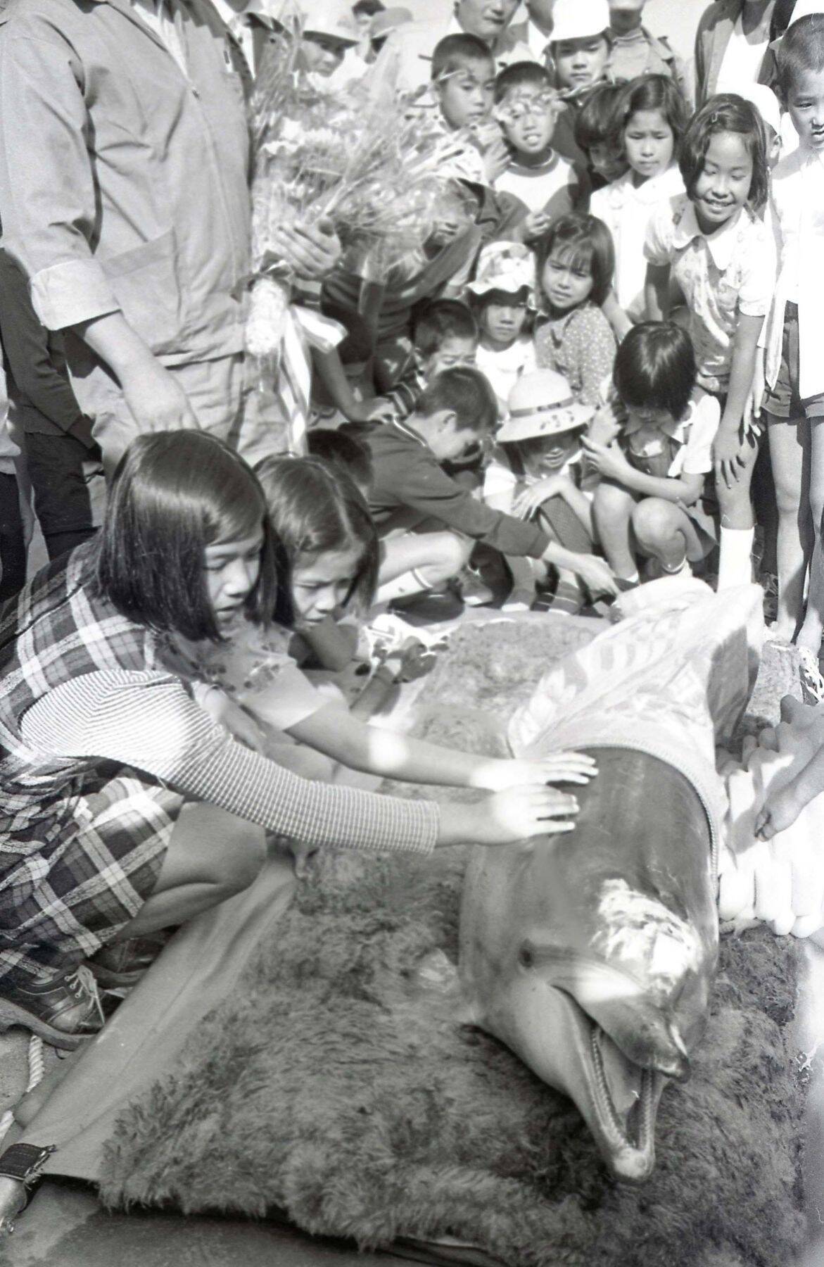 沖縄のレジェンドイルカ「オキちゃん＆ムク」50年現役の秘密　水族館だけが知る“優等生”の素顔