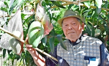 幻の「金煌マンゴー」、宜野湾市の民家庭に大小25個　87歳男性が愛情込めて結実