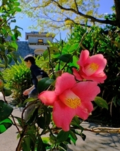 冬の青空、赤い花が映える　那覇・首里城公園でツバキが咲き始め
