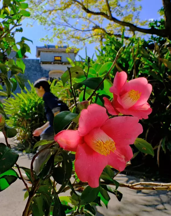 冬の青空、赤い花が映える　那覇・首里城公園でツバキが咲き始め