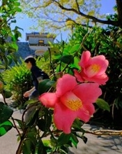 冬の青空　ツバキ映え　首里城