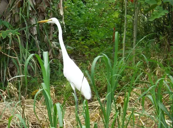 ［沖縄days］ダイサギが寂しそうに…　沖縄・名護市