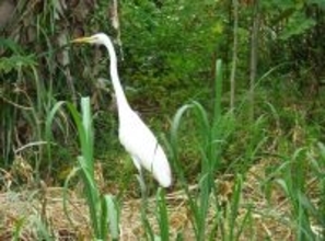 ［沖縄days］ダイサギが寂しそうに…　沖縄・名護市