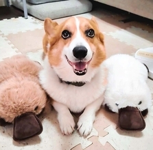［わが家のアイドル］猟犬の血が騒ぐ？
