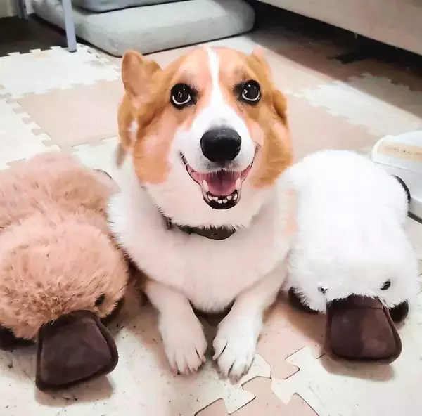 ［わが家のアイドル］猟犬の血が騒ぐ？
