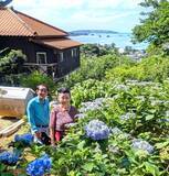 「4千株が梅雨を彩る　恒例の「あじさいまつり」　沖縄・名護市のすえよし花園で開催」の画像1