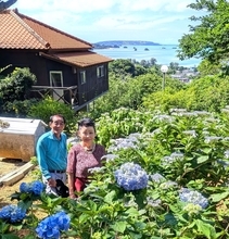 4千株が梅雨を彩る　恒例の「あじさいまつり」　沖縄・名護市のすえよし花園で開催