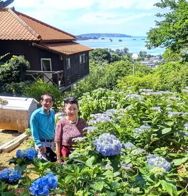 4千株が梅雨を彩る　恒例の「あじさいまつり」　沖縄・名護市のすえよし花園で開催