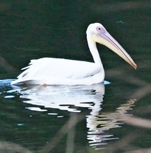 迷った？ 沖縄・宮古諸島で初確認　大型の水鳥が飛来、くちばしと喉袋が特徴