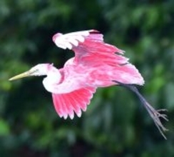 通常は白いはずが…「赤いダイサギ」、国頭村に出現　調査で確認　国内初か？