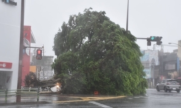 【台風６号】沖縄本島直撃、９人けが　うるま市で最大瞬間風速40.6メートル観測　各地で倒木も相次ぐ