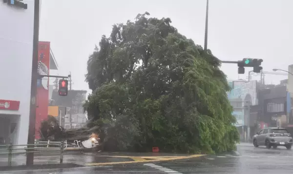 【台風６号】沖縄本島直撃、９人けが　うるま市で最大瞬間風速40.6メートル観測　各地で倒木も相次ぐ