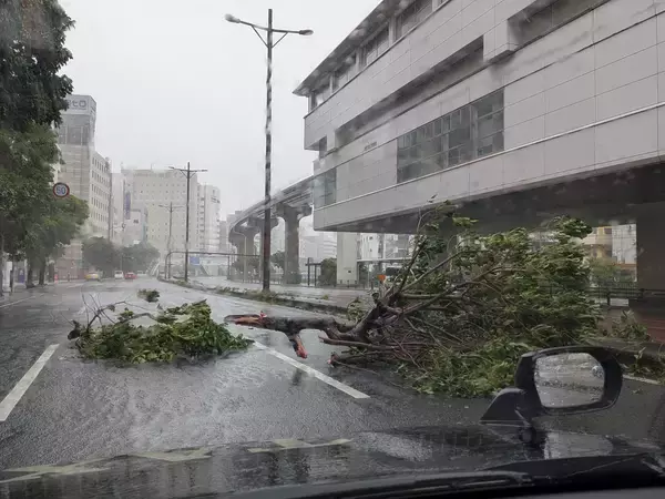 「【台風6号】象徴のガジュマル倒れる　沖縄本島に3年ぶり直撃 いま何が？ 写真と動画で随時更新」の画像