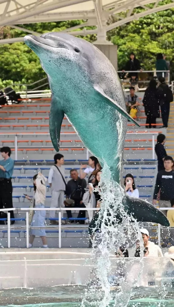 「さよならオキちゃん　半世紀愛された「沖縄の顔」【11月29日～12日7日 タイムス＋プラスから】」の画像