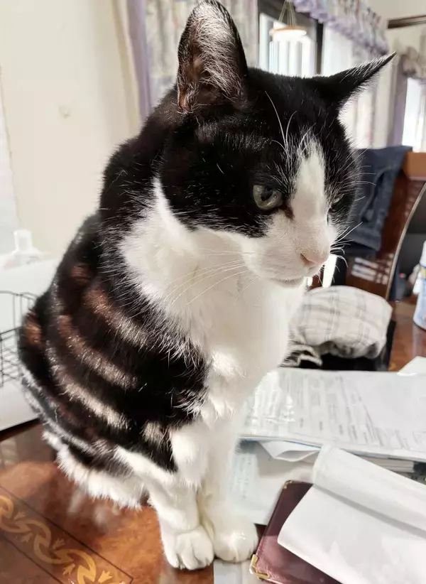 ［わが家のアイドル］捨て猫から「イケオジ」へ