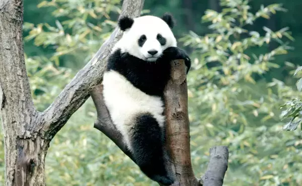 【桜坂劇場・下地久美子の映画コレ見た？】『パンダのすごい世界』愛くるしさに表情緩み