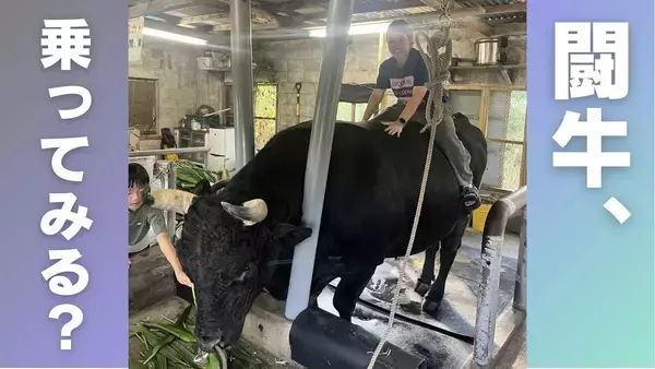 闘牛に乗ってみる？ 1トン超えの巨体と触れ合う、ディープな沖縄【地元密着・観光体験】