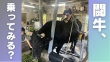 闘牛に乗ってみる？ 1トン超えの巨体と触れ合う、ディープな沖縄【地元密着・観光体験】