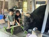 「闘牛に乗ってみる？ 1トン超えの巨体と触れ合う、ディープな沖縄【地元密着・観光体験】」の画像4