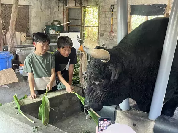 「闘牛に乗ってみる？ 1トン超えの巨体と触れ合う、ディープな沖縄【地元密着・観光体験】」の画像