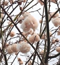 トックリキワタ　綿ふんわり　うるま市具志川