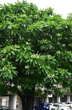 那覇市内の公園に有毒樹木145本　食べた場合は死に至る恐れも　市が伐採へ