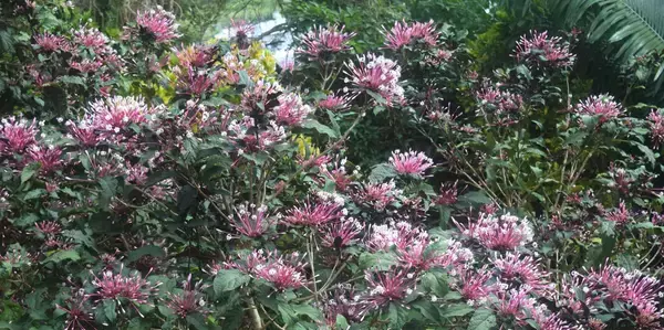 まるで線香花火のよう　沖縄・中城の公園、鮮やかな花が咲く