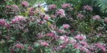 まるで線香花火のよう　沖縄・中城の公園、鮮やかな花が咲く