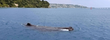 「助けられて良かった」 浅瀬に迷いクジラ　船が2時間かけ誘導、無事沖合へ　沖縄・今帰仁村