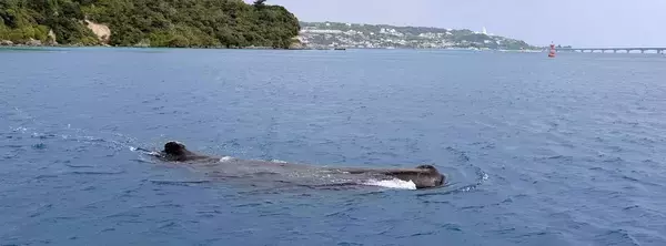 「助けられて良かった」 浅瀬に迷いクジラ　船が2時間かけ誘導、無事沖合へ　沖縄・今帰仁村