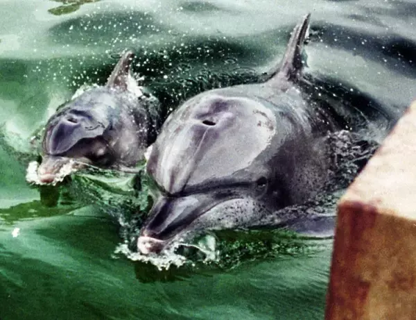 「【追悼】ありがとうオキちゃん　“15頭から始まった物語”　レジェンドの半世紀を振り返る」の画像