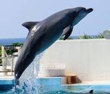 「【追悼】ありがとうオキちゃん　“15頭から始まった物語”　レジェンドの半世紀を振り返る」の画像4