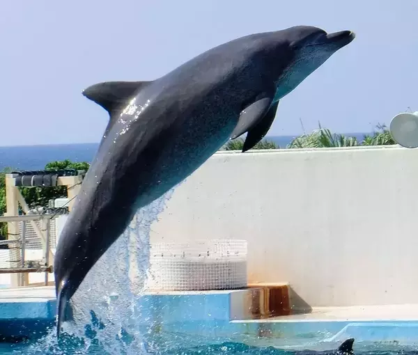 「【追悼】ありがとうオキちゃん　“15頭から始まった物語”　レジェンドの半世紀を振り返る」の画像