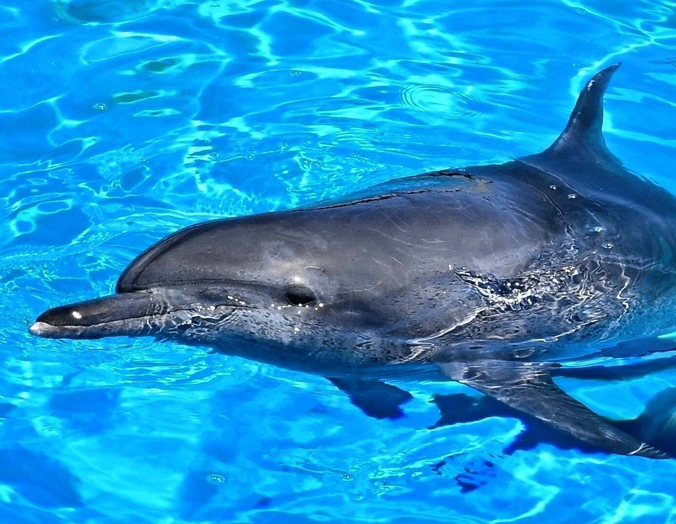 【追悼】ありがとうオキちゃん　“15頭から始まった物語”　レジェンドの半世紀を振り返る