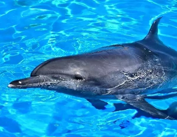 「【追悼】ありがとうオキちゃん　“15頭から始まった物語”　レジェンドの半世紀を振り返る」の画像