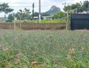 島らっきょうの花はこんな色　沖縄・伊江村で満開　小さな花が畑いっぱいに広がる