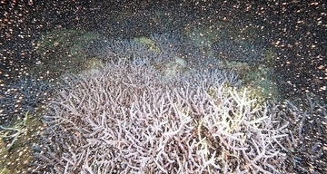 海中に光輝く無数の「バンドル」　サンゴ産卵に「すごいとしか言いようがない」　沖縄・渡嘉敷村