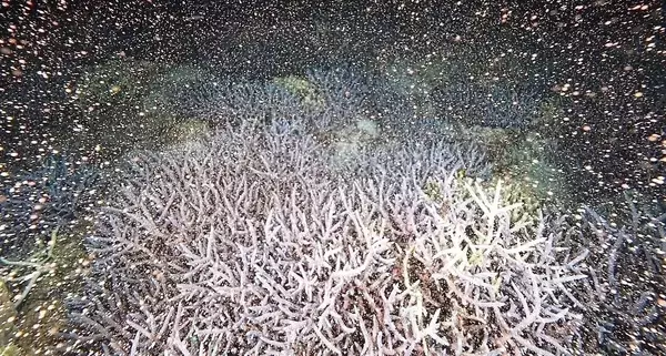 海中に光輝く無数の「バンドル」　サンゴ産卵に「すごいとしか言いようがない」　沖縄・渡嘉敷村