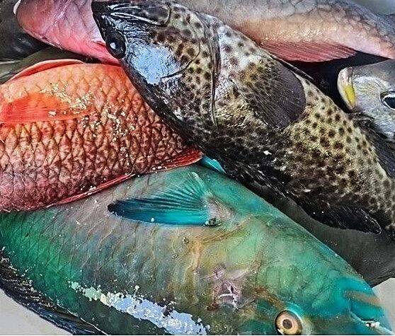 【伊平屋観光・物産フェア】島魚や特産品などをを展示・即売　沖縄タイムスふるさと元気応援企画　2月2～4日に開催