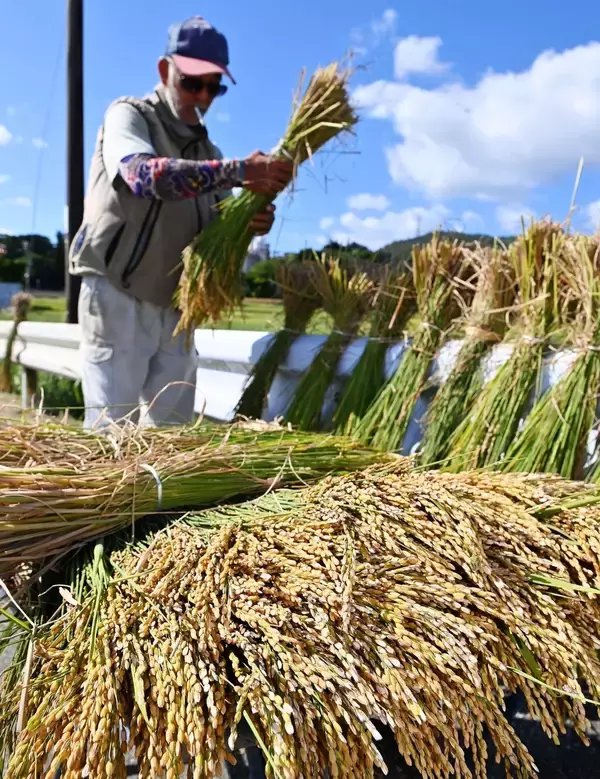 無農薬で育てた二期作米　「天気が心配」早めの収穫　沖縄・金武町伊芸