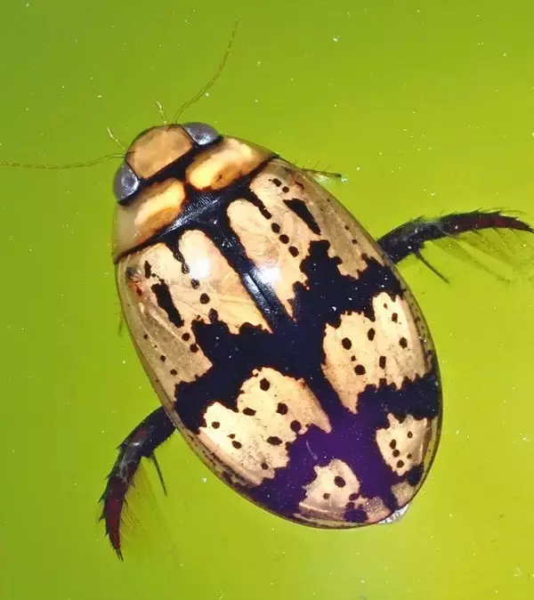 中国から台風に乗って飛来？　水生昆虫オオマダラゲンゴロウ、沖縄・本部半島で発見　国内で140年ぶり、県内は初